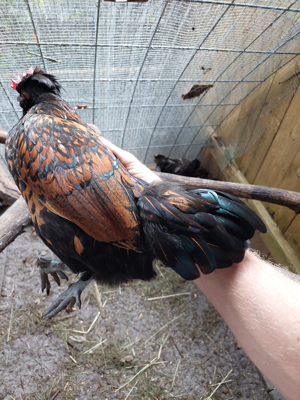 Image of Young Rooster 3