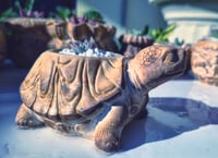 Image 1 of SlowDown Turtle- Echeveria agavoid (με παχύφυτο)