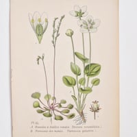 Image 4 of Planches Anciennes De Botanique En Couleurs