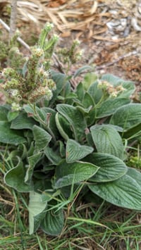 Image 1 of Shade Phacelia : Phacelia nemoralis