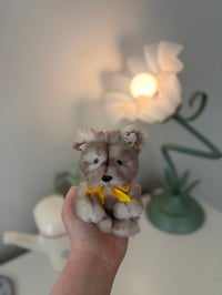 Image 4 of Sunny the Wolf Pup