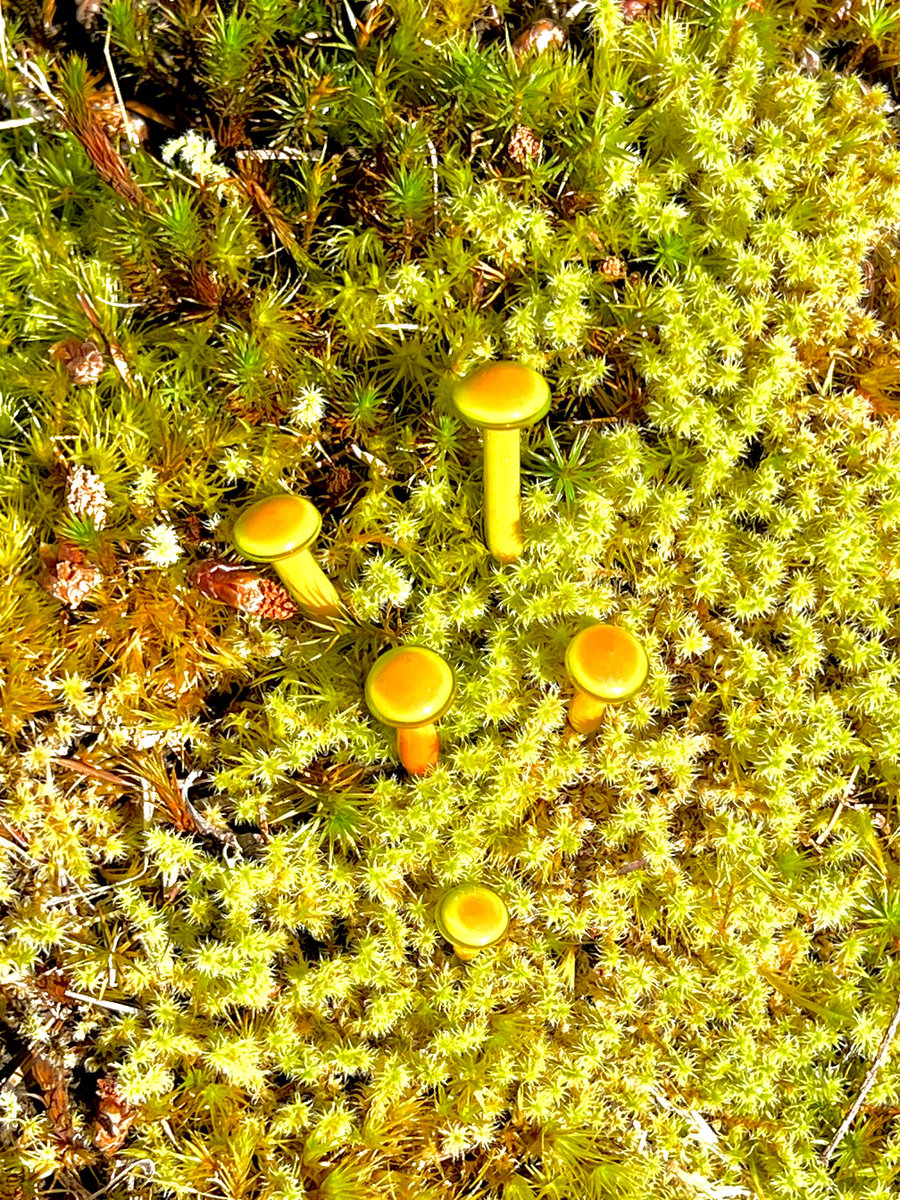 Image of 4 Orange Mushroom Plant Spikes