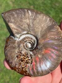 Image 20 of Purple - Rainbow Iridescent Ammonite Shell Fossil | Madagascar #2895