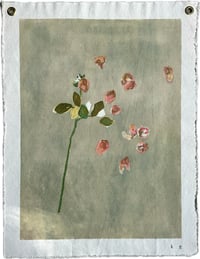 Image 4 of Peach Rose
