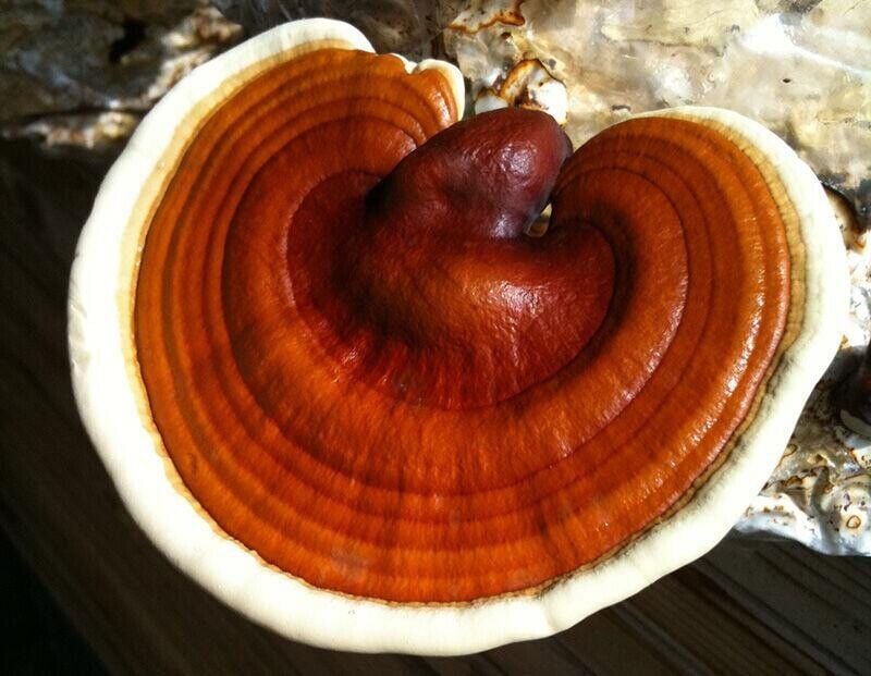 Image of Red Reishi Mushroom extract 