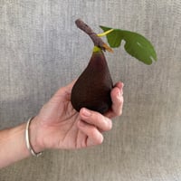 Image 4 of Black Mission Fig