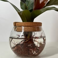 Image 3 of Orange Prince Philodendron 4”inch Propagation Glass Bowl