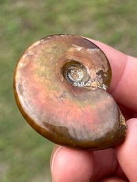 Image 8 of Rainbow Iridescent Ammonite Shell Fossil #2635