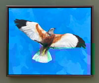 Image 2 of Marsh Harrier