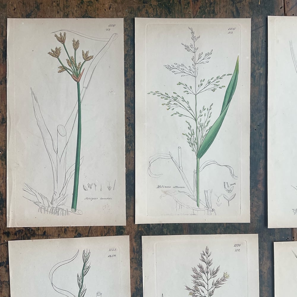 Image of Botanical Pictures