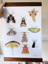‘Moths’ Print 