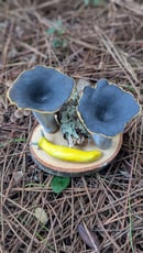 Image 3 of Black Trumpet sculpture