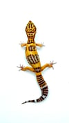 Giant Tangerine (Tremper) (H- 09)