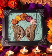 Owl Butterfly 
