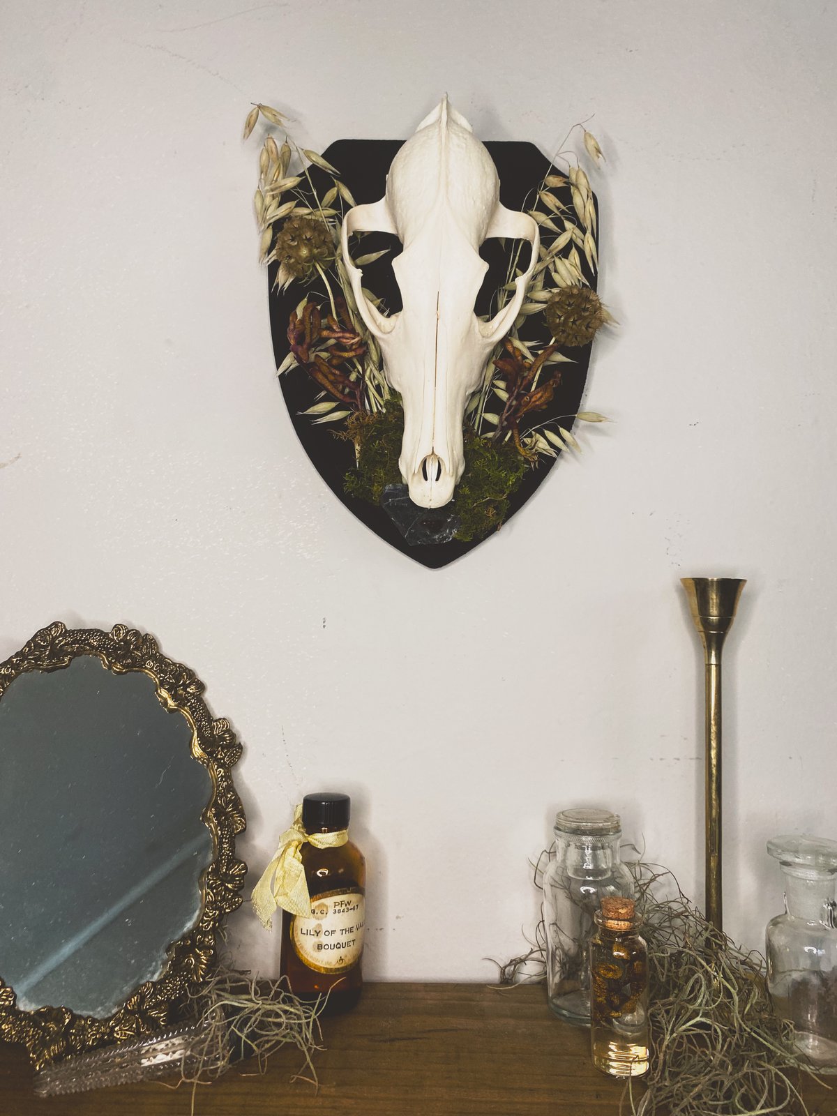 Image of Coyote Skull Wall Hanger