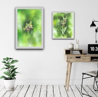 Image 2 of Early spider Orchid (study 1)