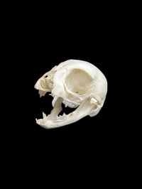 Image 1 of wild kitten skull 2