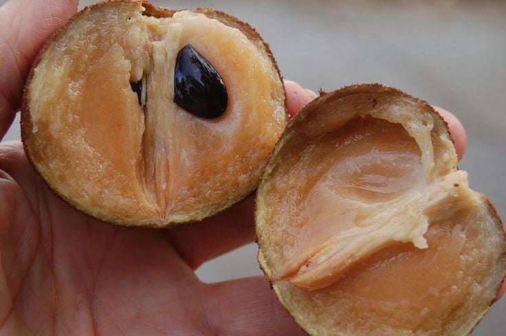 BROWN SHUUGA! Naseberry Fruit Powder (aka Sapodilla-Chickoo-Sapota) Parasites-Fever-Bones-IBS