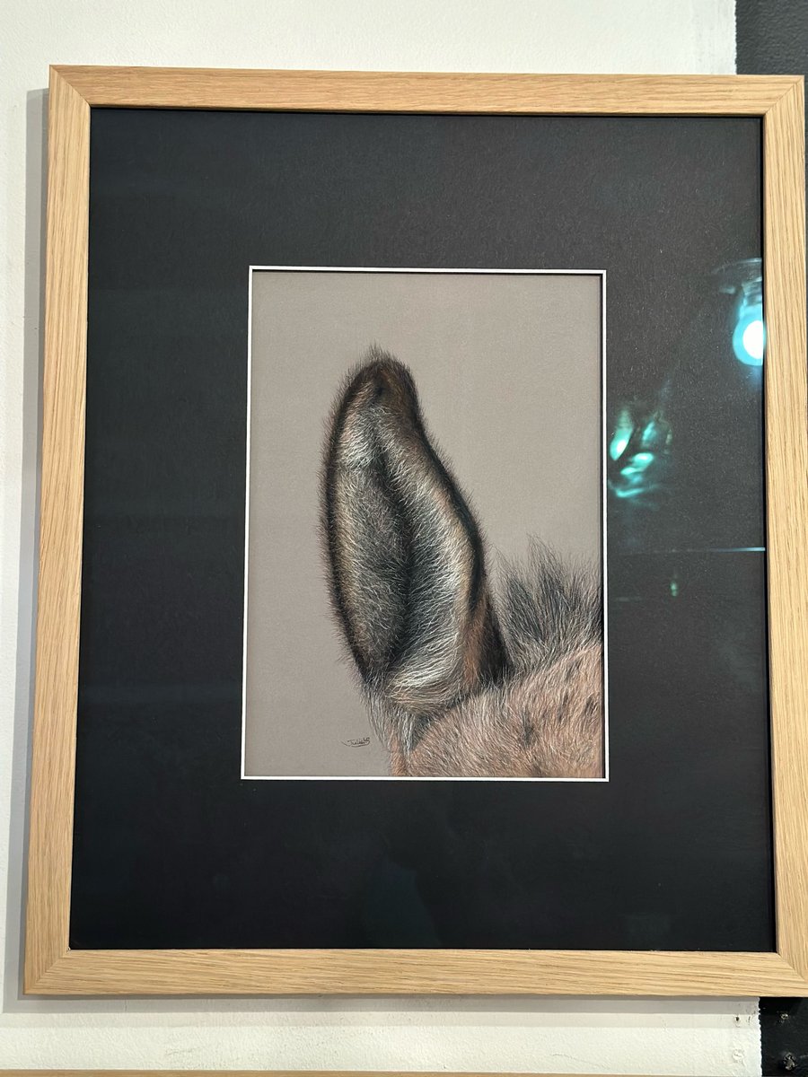 Image of Donkey Ear by Juliet B