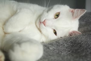 Image of Never Just a Pet ✨Gold Foiled✨ 