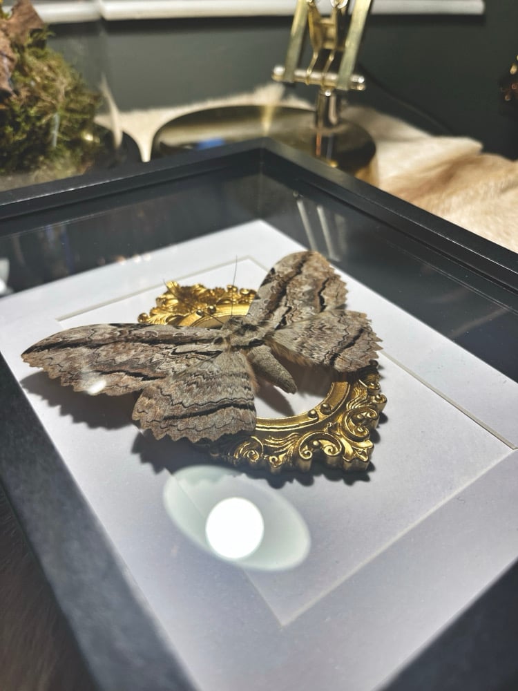 Image of Ornate Thysania Zenobia White Witch Male Moth 