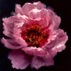 Peony #2