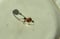Image of 9k gold & Turmalin Ring
