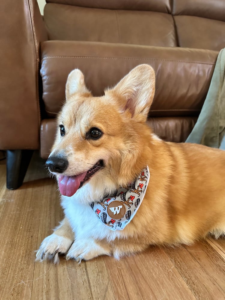 Image of Wedgies Pooch Bandana