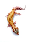 Bold Stripe White and Yellow High Contrast Tangerine Raptor (B2- 03)