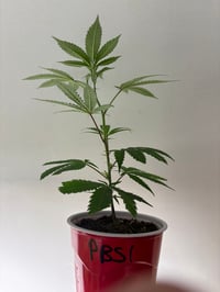 Image 4 of Peanut Butter Shoog  (Rooted)