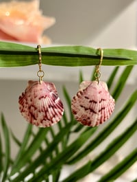 Image 1 of Pink Scallop Earrings E129