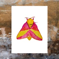 Image 3 of Rosy Maple Moth PRINT copy