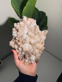 Image 4 of XL SUGARY DOG TOOTH CALCITE -MEXICO- A