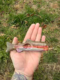 Image 8 of Trout -SECONDS