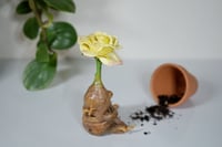 Image 3 of Rose Mandrake - Sweet Pea