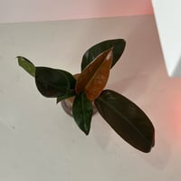 Image 5 of Orange Prince Philodendron 4”inch Propagation Glass Bowl