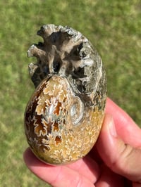 Image 14 of Ammonite Fossil | Madagascar #3022