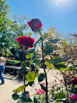 Image of the rose portal