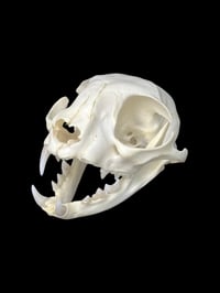 Image 4 of adult feral cat skull