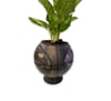 BASKETBALL PLANTS PANTER BIG