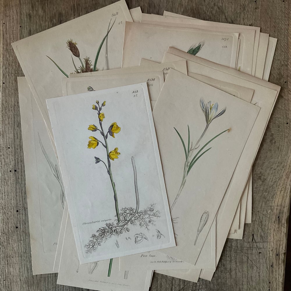 Image of Botanical Prints set no.2