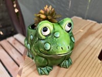 Image 4 of Happy Frog with Coppertone Stonecrop