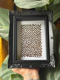 Image 1 of LADYBIRDS GALORE