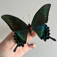 Butterfly Pinning Workshop 12th May. 11am - 3pm 