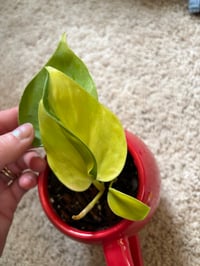 Image 2 of Neon Philodendron in Red M&M mug