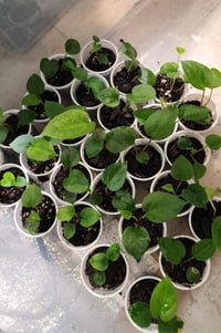 Image 1 of Skg grey x self x bench 