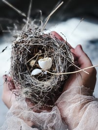 Image 2 of Az Bird nest with egg shells 