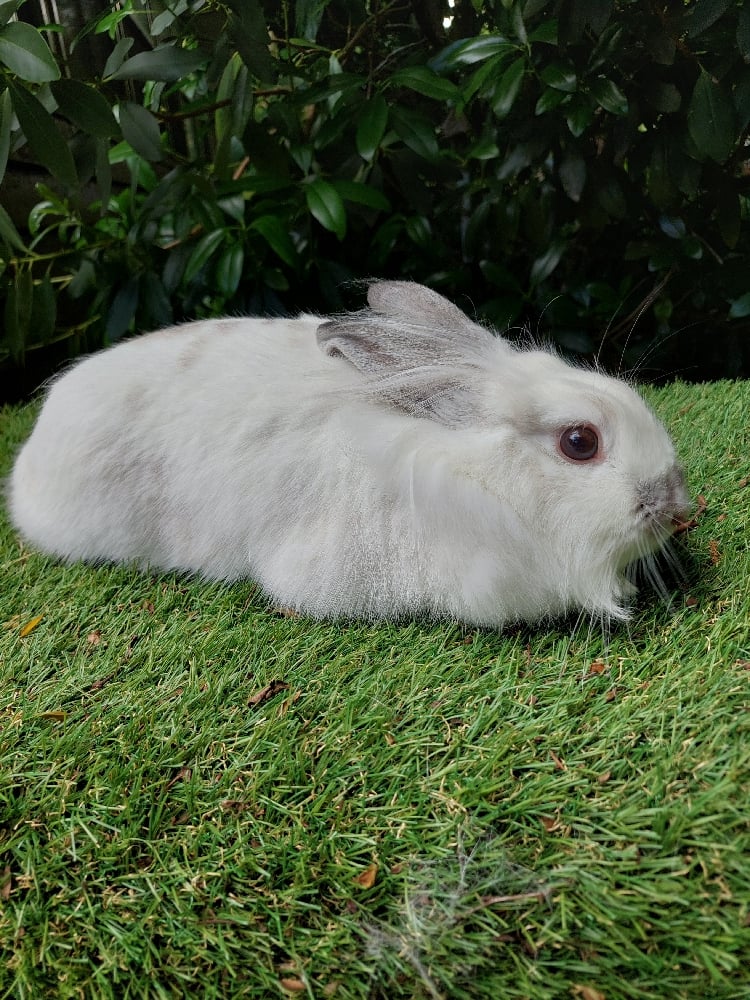 Image of Bon Bon (F)