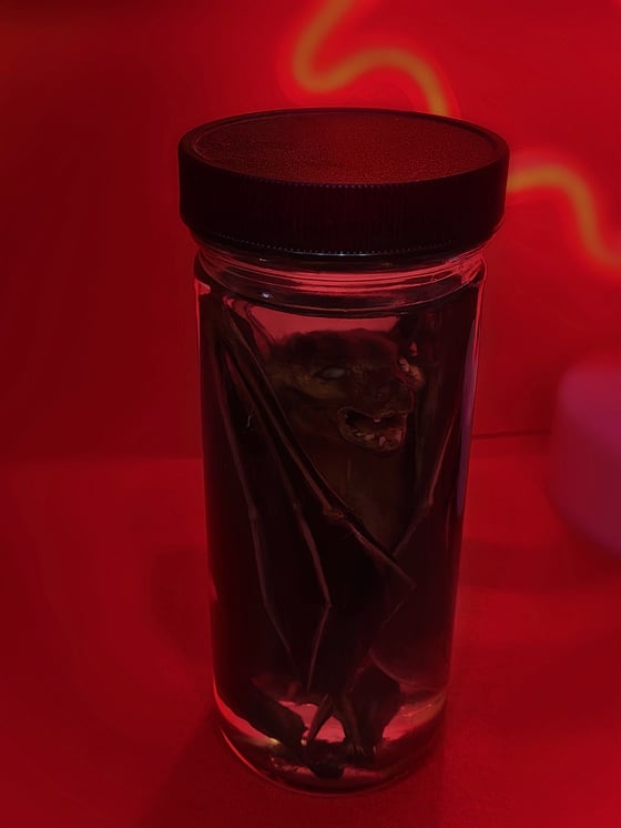 Image of Wet Specimen Bat 