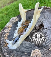Image 3 of Wolf Jawbone Statement Necklace with Ammonite & Orthoceras Fossils